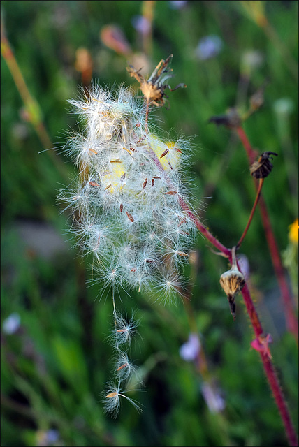 Winter seeds... but which?