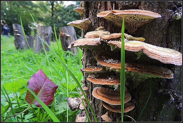 Mushroom tree