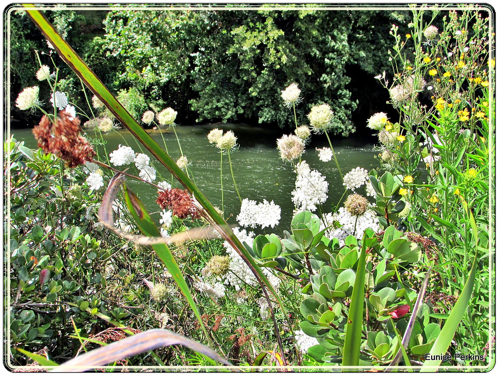 Waikato River From Hamilton Gardens.