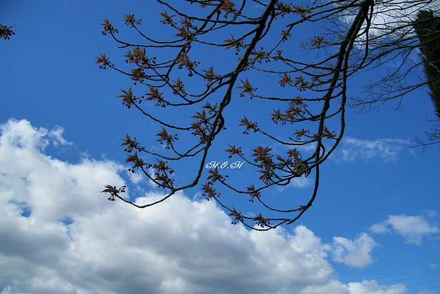 Bourgeons sur fond de ciel moutonneux...