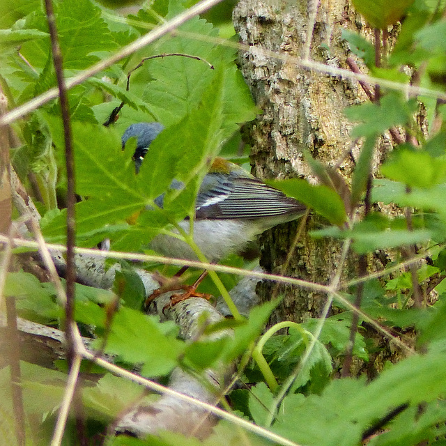 Day 3, Northern Parula, Pt Pelee, Ontario