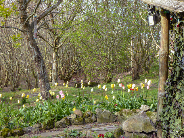 Gazebo Tulips