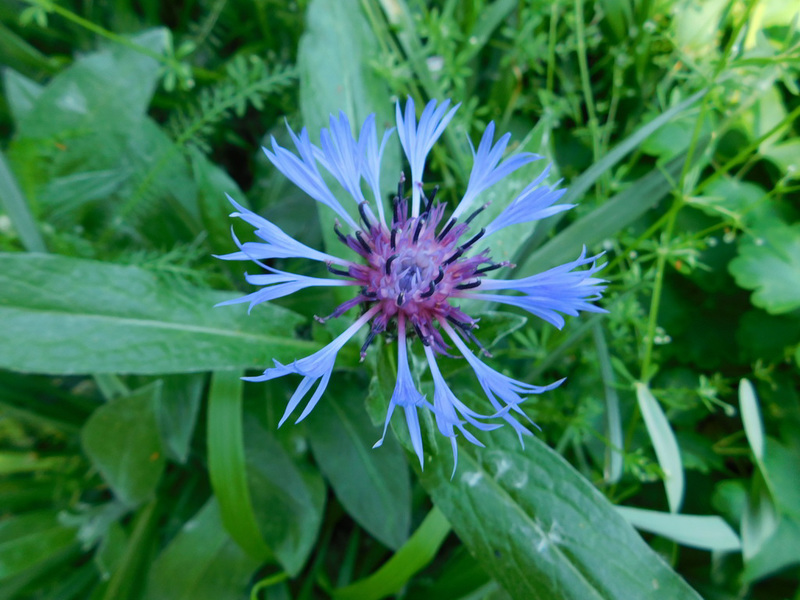 Fleur bleue...