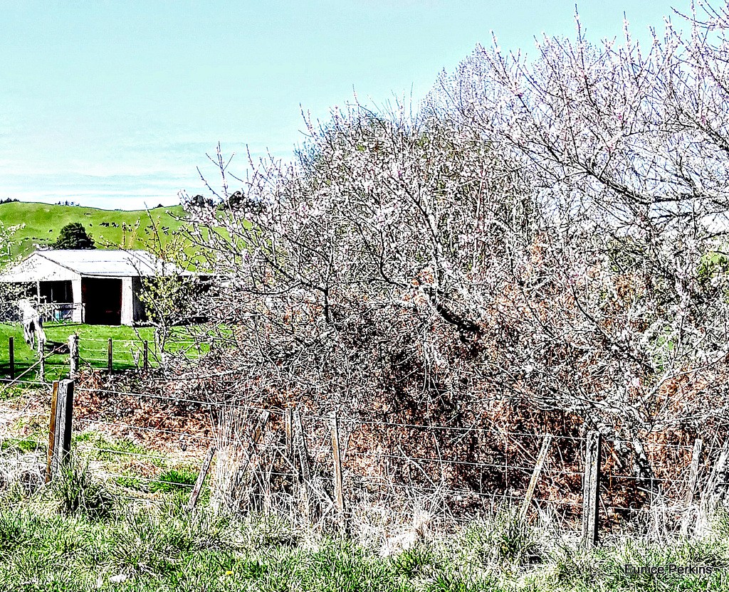 Spring Farm Life.