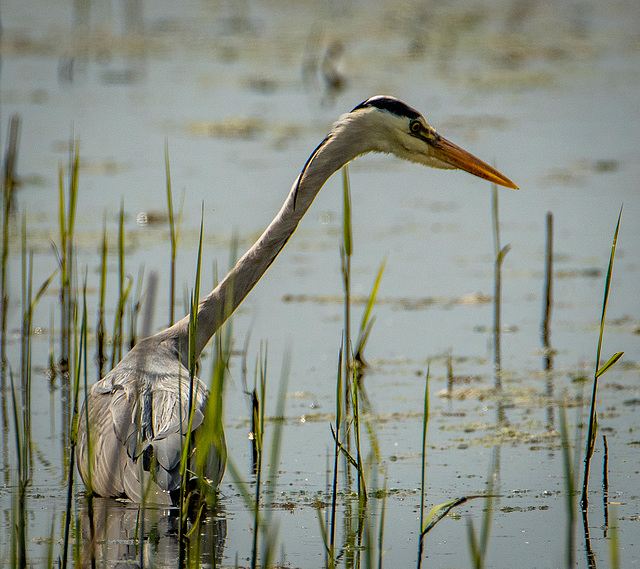 Heron8