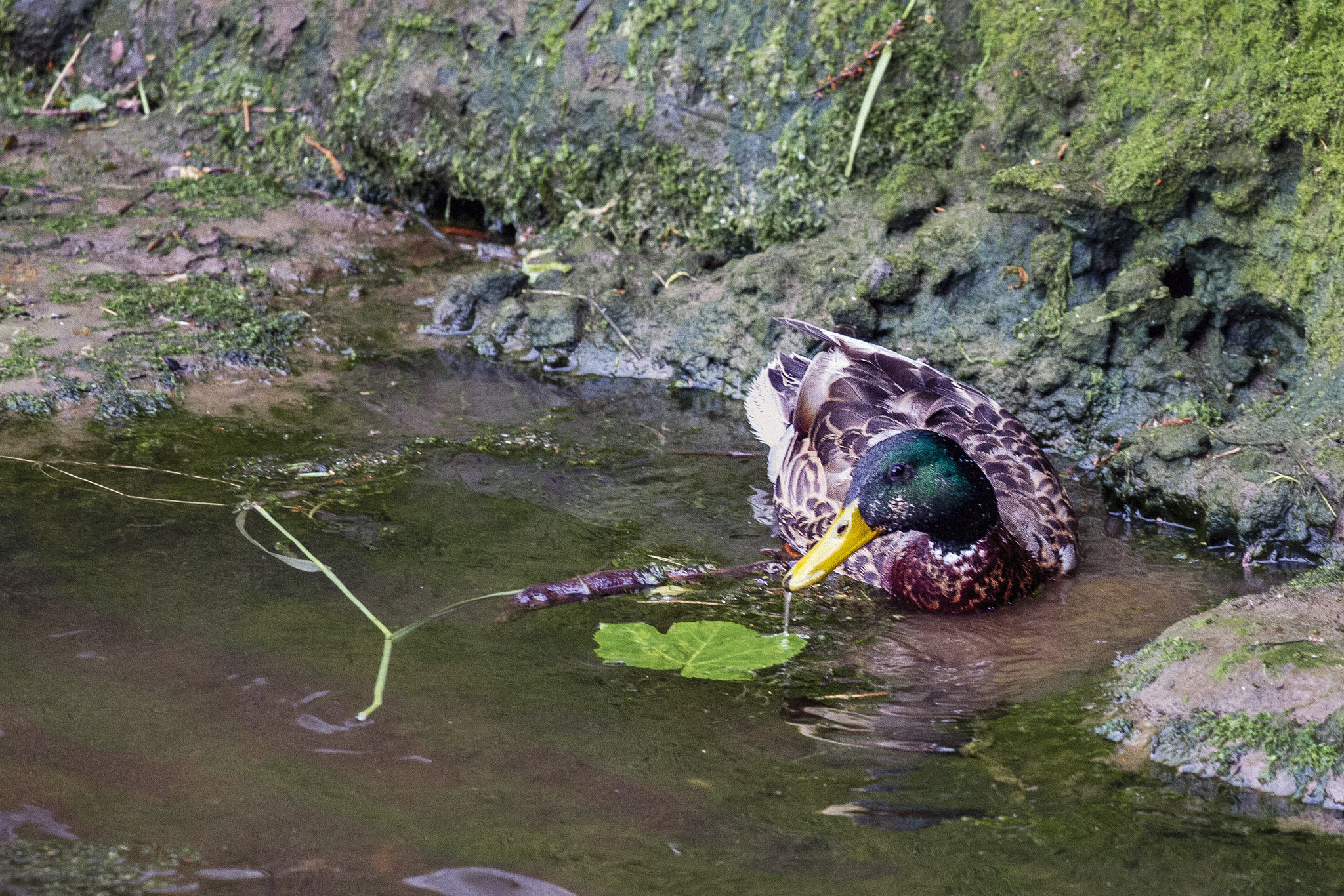 Sycamore Leaf and Mallard