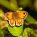 Gatekeeper butterfly