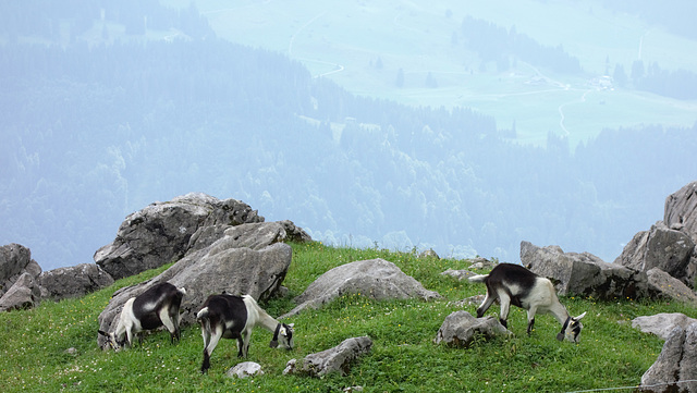 Alp Rigidal Engelberg