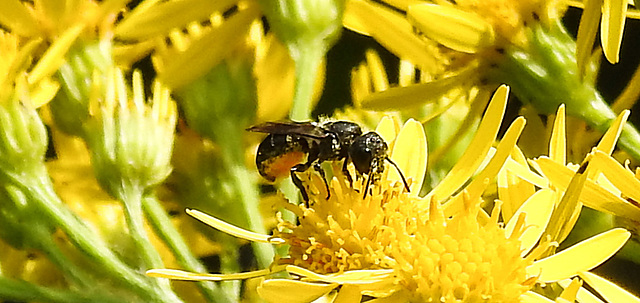 20230714 1928CPw [D~LIP] Jakobs-Greiskraut, Löcherbiene (Heriades truncorum), Bad Salzuflen