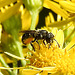 20230714 1928CPw [D~LIP] Jakobs-Greiskraut, Löcherbiene (Heriades truncorum), Bad Salzuflen
