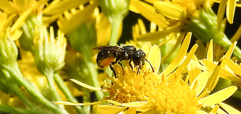 20230714 1928CPw [D~LIP] Jakobs-Greiskraut, Löcherbiene (Heriades truncorum), Bad Salzuflen