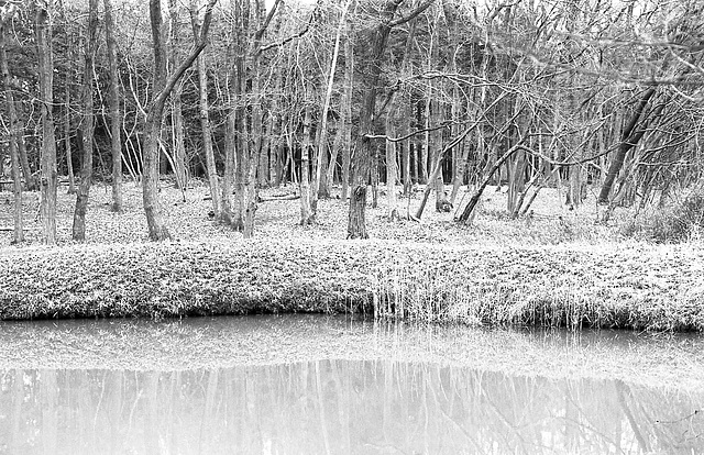 Copse and a pond