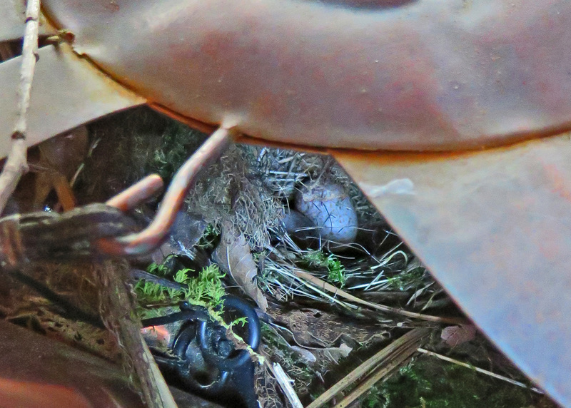 Carolina Wren Nest with Egg