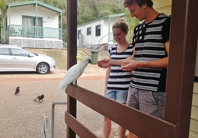 cockatoos by our cabin