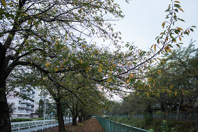 Cherry trees in fall