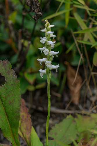 Spiranthes cernua (Nodding Ladies'-tresses orchid)