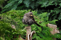 Juvenile Blackbird (After a Bath)   /   May 2017