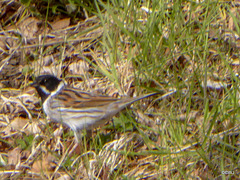 Reed Bunting