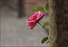La vie en rose