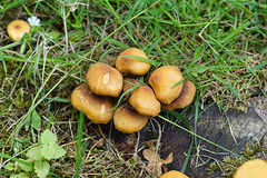 Pilze im Juni im Schlossgarten Geiboldehausen