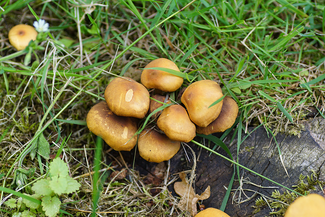 Pilze im Juni im Schlossgarten Geiboldehausen