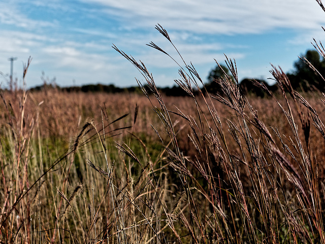 Tall Grass