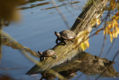 Schildkröten am Machnower See