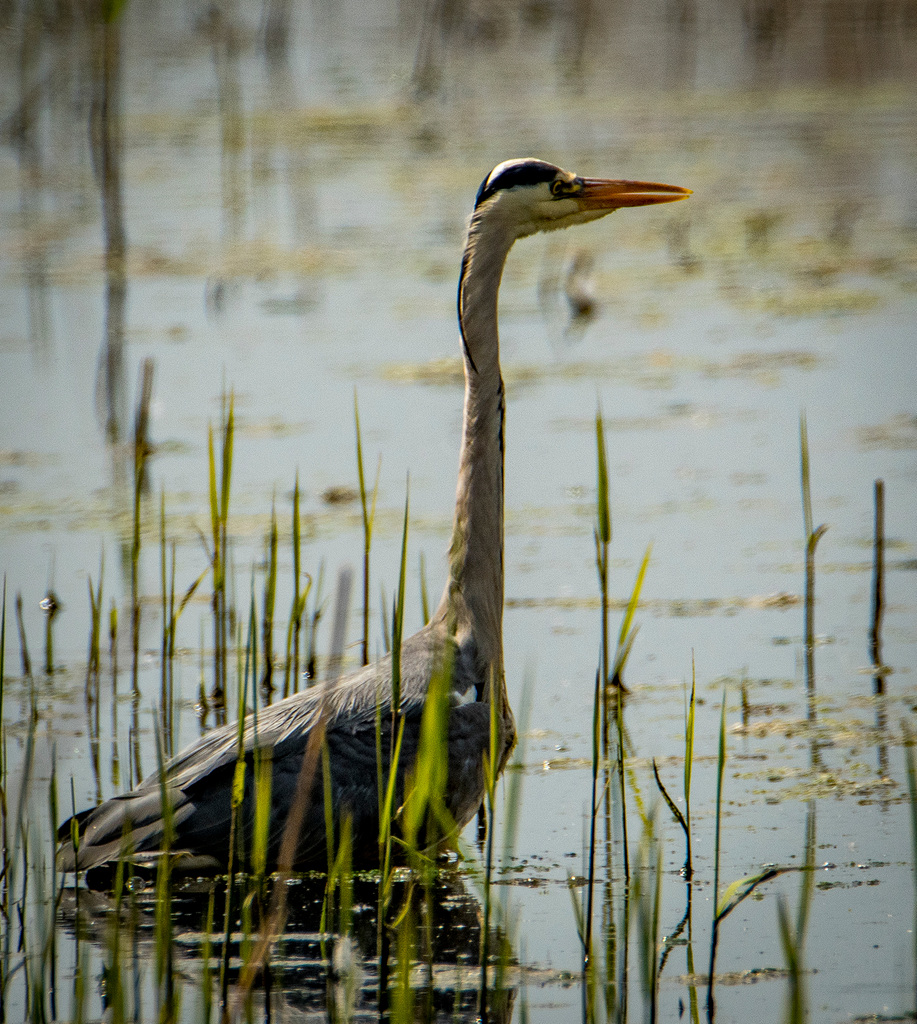 Heron9