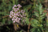 Valeriana officinalis, Monte Gordo