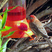 House finch at our feeder.