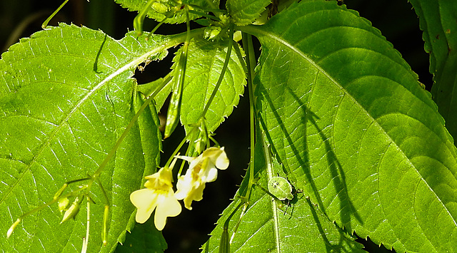 20230714 1931CPw [D~LIP] Kleinblütiges Springkraut, Grüne Stinkwanze [Nymphe], Bad Salzuflen