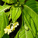 20230714 1931CPw [D~LIP] Kleinblütiges Springkraut, Grüne Stinkwanze [Nymphe], Bad Salzuflen