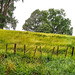 Trees On The Hill.