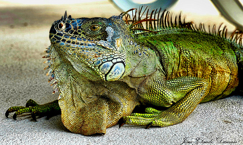 Cozumel -Lezard