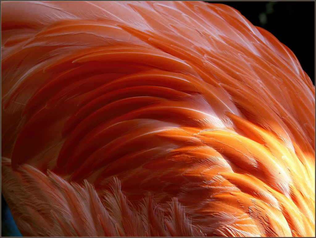 A Feast of Feathers, Color, Light and Shadow