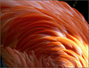 A Feast of Feathers, Color, Light and Shadow