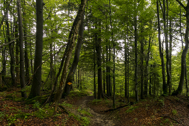 Auf dem Wanderweg zur Chrüsegg