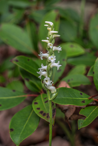 Spiranthes cernua (Nodding Ladies'-tresses orchid)