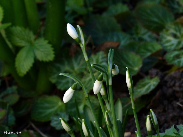 MON JARDIN