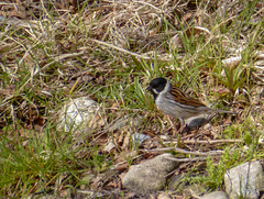 Reed Bunting