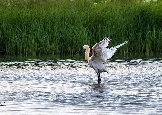 Spoonbill