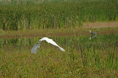 Weiherreiher am Reiherweiher