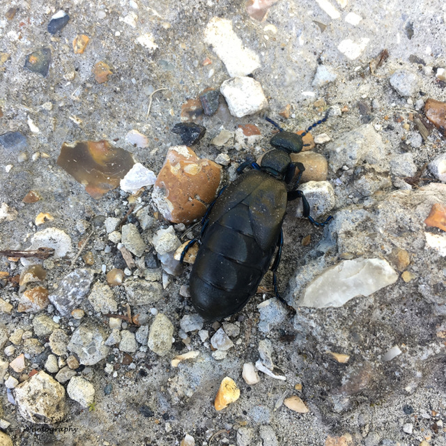 Oil Beetle