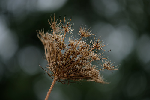 DSCF4075