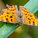 Comma butterfly