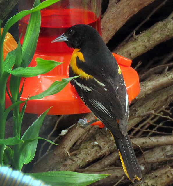 Baltimore Oriole at our feeder