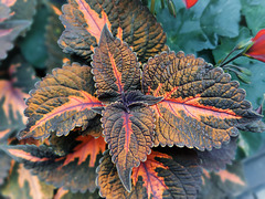 Coleus Buntnessel