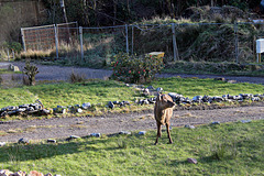 Young Red Dee Stag outside our home for the week 19th April 2024