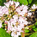 20230714 1932CPw [D~LIP] Dost (Origanum vulgare), Steinhummel (Bombus lapidarius), Bad Salzuflen