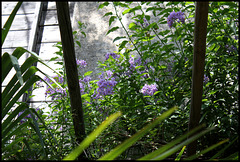 Solanum crispum 'Glasnevin'